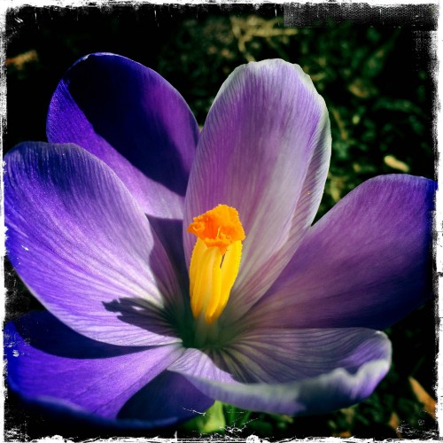 Krokus