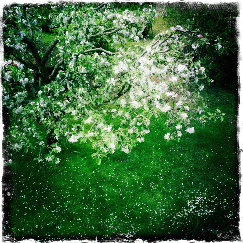 Blommande äppelträd