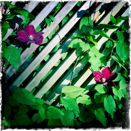Clematis - Cardinal rouge